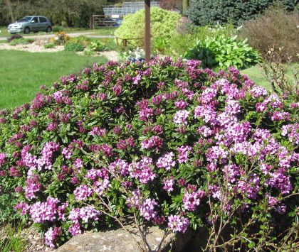 Daphne x susannae 'Cheriton' 